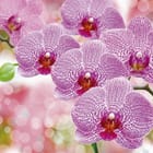 Miniatura fototapety Fioletowe Orchidee na Gałązce