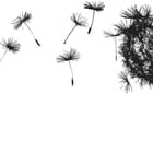 Miniatura fototapety Dmuchawiec z odlatującymi nasionami