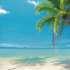 Miniatura fototapety Palma na tropikalnej plaży