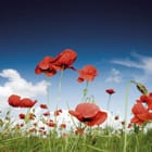 Miniatura fototapety Czerwone maki na letniej łące