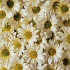 Miniatura fototapety Gęsto ułożone stokrotki