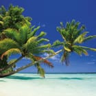 Miniatura fototapety Palmy nad brzegiem morza