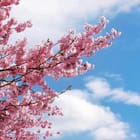 Miniatura fototapety Gałąź sakury na tle nieba