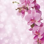 Miniatura fototapety Różowe orchidee z kroplami wody