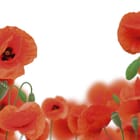 Miniatura fototapety Czerwone maki na białym tle