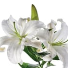 Miniatura fototapety Białe Lilie z Zielonymi Liśćmi