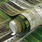 Miniatura fototapety Brzozowy las w słońcu - realne zdjęcie w rolce