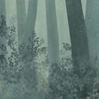 Miniatura fototapety Wysokie drzewa w lesie fragment #1