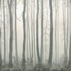 Miniatura fototapety Leśna mgła i wysokie pnie drzew