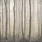 Miniatura fototapety Leśne drzewa i mglisty horyzont