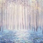 Miniatura fototapety Las z wysokimi drzewami w mgle