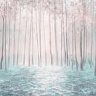 Miniatura fototapety Las z Wysokimi Drzewami i Mgłą