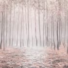 Miniatura fototapety Las z wysokimi drzewami i mgłą