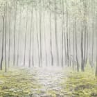 Miniatura fototapety Leśna mgła i wysokie drzewa