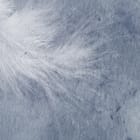 Miniatura fototapety Białe pióra na szarym tle fragment #1