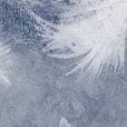 Miniatura fototapety Białe pióra na szarym tle fragment #2