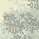 Miniatura fototapety Mglisty Las z Wysokimi Drzewami fragment #1