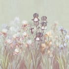 Miniatura fototapety Kwiaty irysów na łące