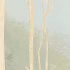 Miniatura fototapety Las z Wysokimi Drzewami i Mgłą fragment #3