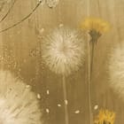 Miniatura fototapety Dmuchawce na łące z żółtymi kwiatami fragment #1