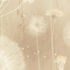 Miniatura fototapety Dmuchawce na tle łąki fragment #1