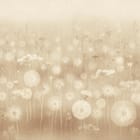 Miniatura fototapety Dmuchawce na tle łąki