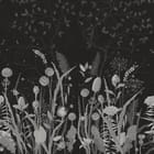 Miniatura fototapety Czarno-białe polne kwiaty