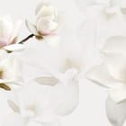 Miniatura fototapety Białe Magnolie na Gałęzi