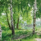 Miniatura fototapety Brzozy w zielonym lesie