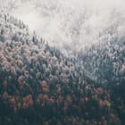 Miniatura fototapety Zimowy las w mglistym krajobrazie