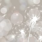 Miniatura fototapety Białe Dmuchawce na Tle Bokeh