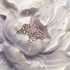 Miniatura fototapety Biały Kwiat z Delikatnymi Cieniami