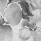 Miniatura fototapety Kolorowe kwiaty z liśćmi fragment #2