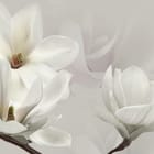 Miniatura fototapety Białe Magnolie na Gałęzi