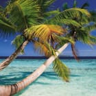 Miniatura fototapety Palmy nad Błękitnym Morzem