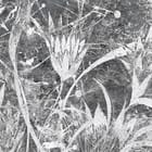 Miniatura fototapety Białe Kwiaty na Szarym Tle fragment #1