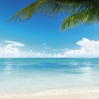Miniatura fototapety Plaża z palmą i oceanem