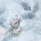 Miniatura fototapety Pastelowe róże na subtelnym tle fragment #2