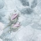 Miniatura fototapety Różowe róże na tle liści fragment #2