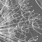 Miniatura fototapety Białe dmuchawce na szarym tle fragment #1