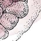 Miniatura fototapety Granaty na białym tle fragment #1