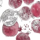 Miniatura fototapety Granaty na białym tle