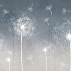 Miniatura fototapety Białe dmuchawce na szarym tle