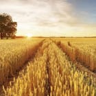 Miniatura fototapety Pole Pszenicy o Zachodzie Słońca