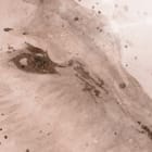 Miniatura fototapety Niedźwiedzie polarne na śniegu fragment #1