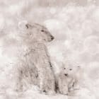 Miniatura fototapety Niedźwiedzie polarne na śniegu