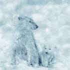 Miniatura fototapety Polarność i Spokój w Śniegu