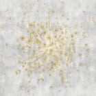 Miniatura fototapety Dmuchawiec na jasnym tle