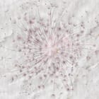 Miniatura fototapety Dmuchawiec na tle marmuru