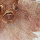 Miniatura fototapety Wzór z Rybami na Jasnym Tle fragment #2